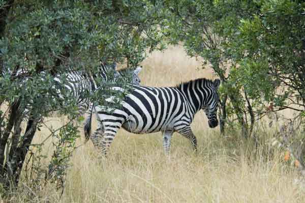 52 - Kenia - Cebras - reserva nacional de Masai Mara